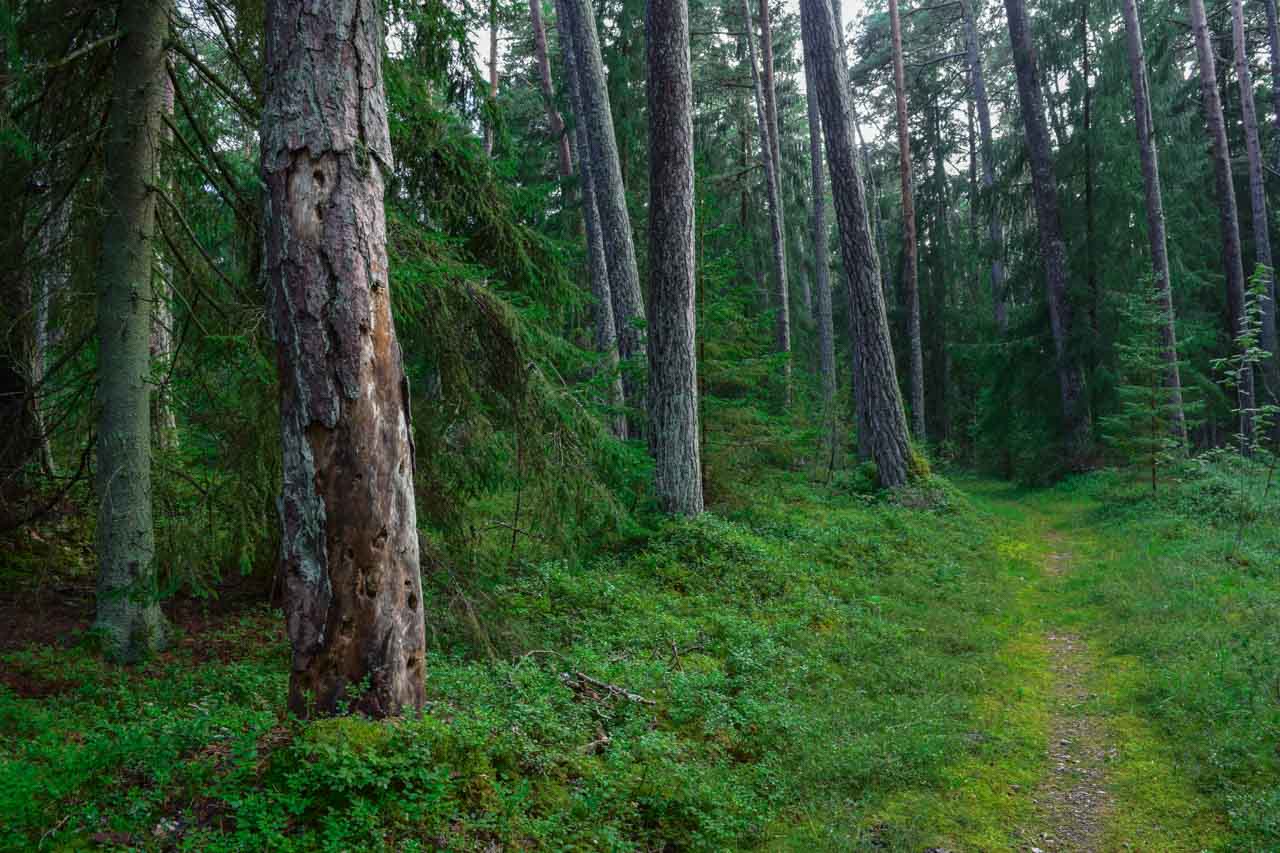 #3 Keskkonnahoiu roll minu elus